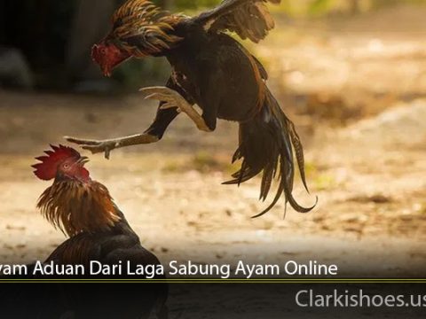 Jenis Ayam Aduan Dari Laga Sabung Ayam Online